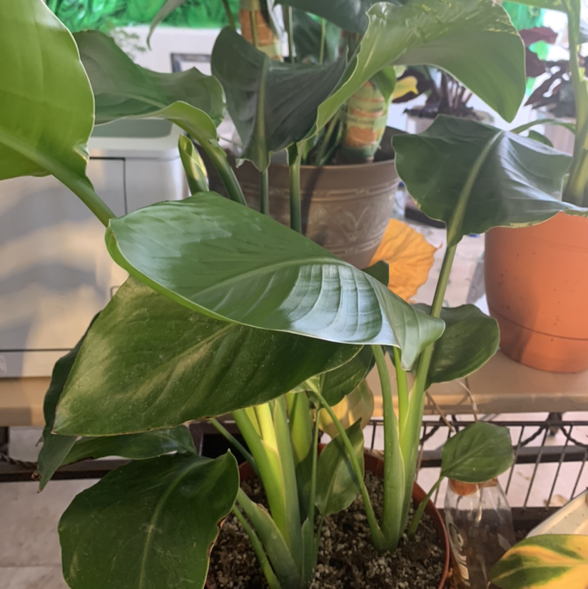 Bird of Paradise plant photo by @Plantsong named Biryonce on Greg, the plant care app.