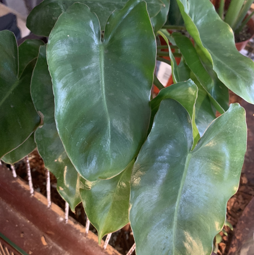 Burle Marx plant photo by @Plantsong named Lestat on Greg, the plant care app.