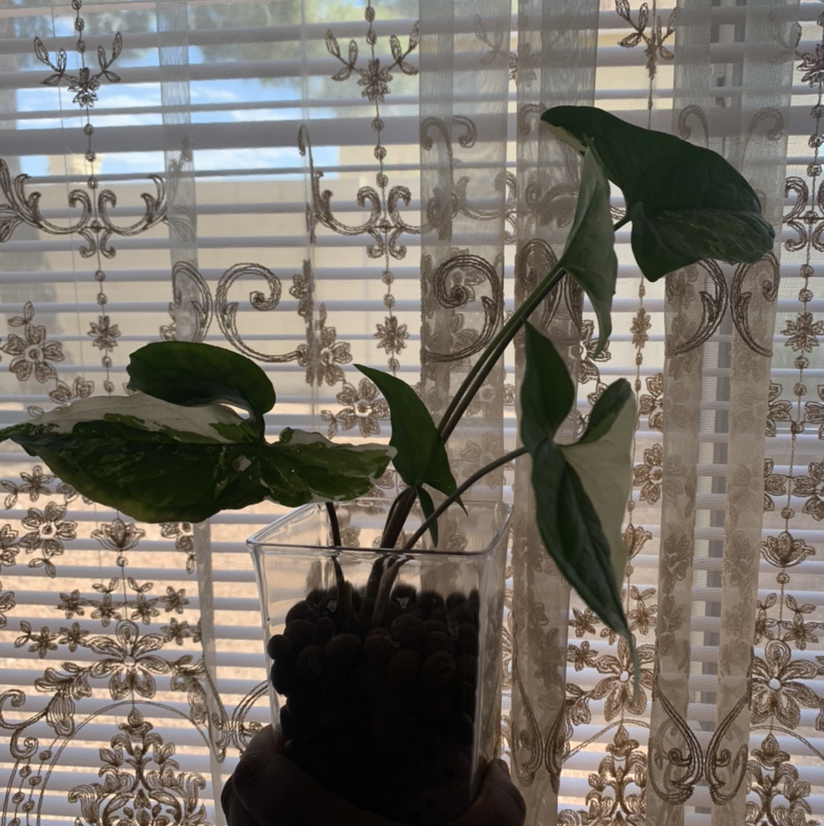 Red Heart plant photo by @Plantsong named Syggy on Greg, the plant care app.
