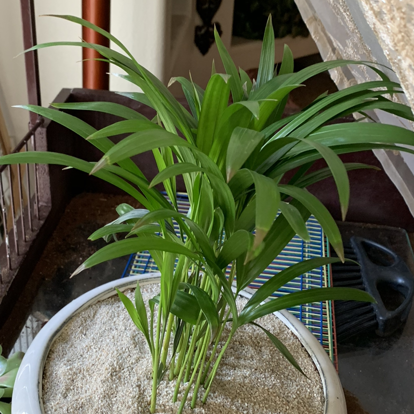 Areca Palm plant photo by @Plantsong named Promethus on Greg, the plant care app.