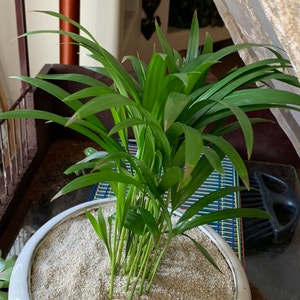 Areca Palm plant photo by @Plantsong named Promethus on Greg, the plant care app.