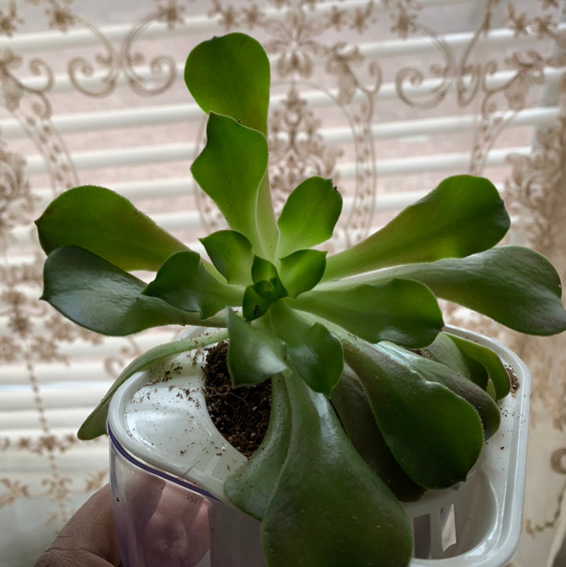 Aeonium Arboreum plant photo by @Plantsong named Seisel on Greg, the plant care app.