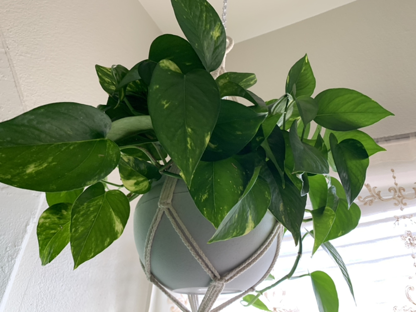 Jade Pothos plant photo by @Plantsong named Legolas on Greg, the plant care app.