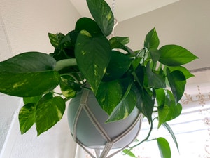 Jade Pothos plant photo by Plantsong named Legolas on Greg, the plant care app.