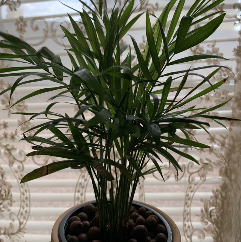 Parlour Palm plant photo by @Plantsong named Giselle on Greg, the plant care app.