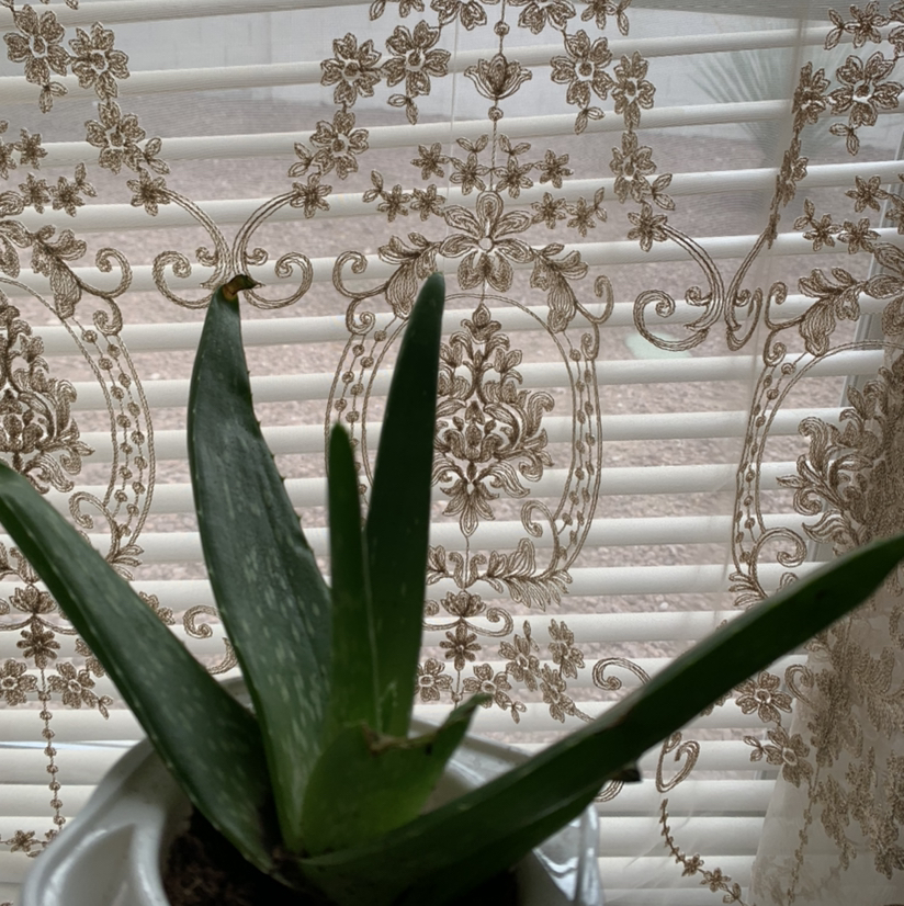 Aloe vera plant photo by @Plantsong named Sadafina on Greg, the plant care app.