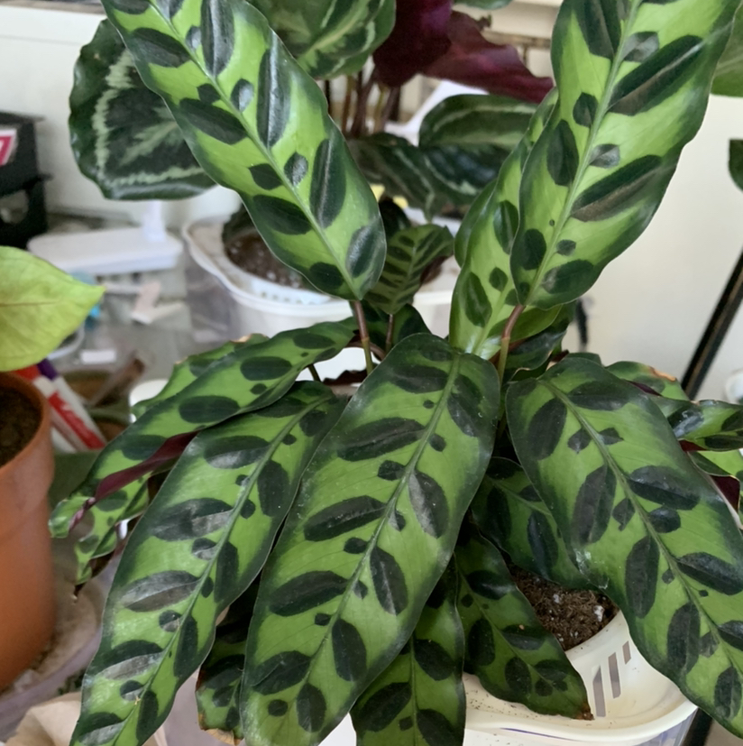 Rattlesnake Plant plant photo by @Plantsong named Nadia on Greg, the plant care app.