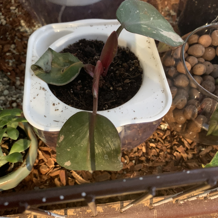 Pink Princess Philodendron plant photo by @Plantsong named Neferu on Greg, the plant care app.