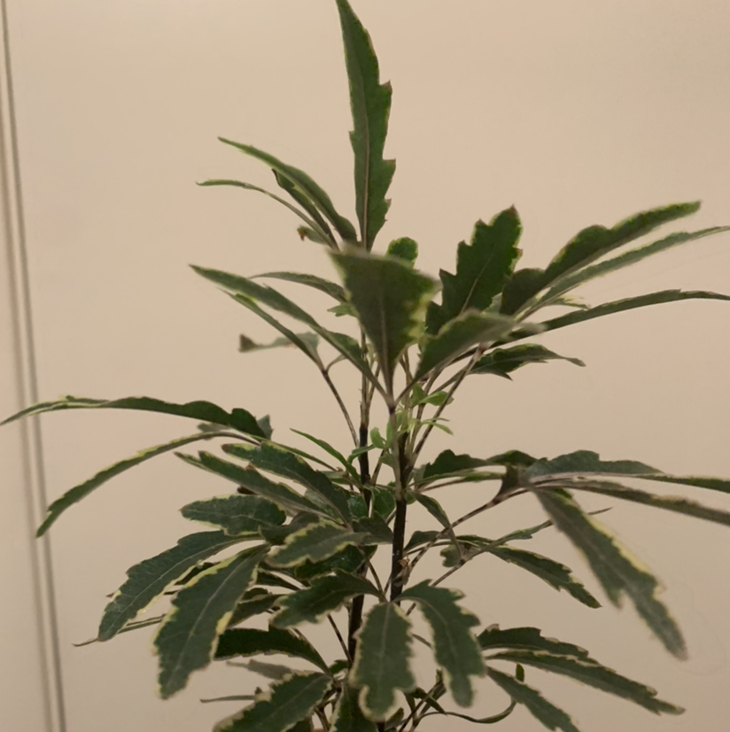 Schefflera Elegantissima plant photo by @Plantsong named Atsuko on Greg, the plant care app.