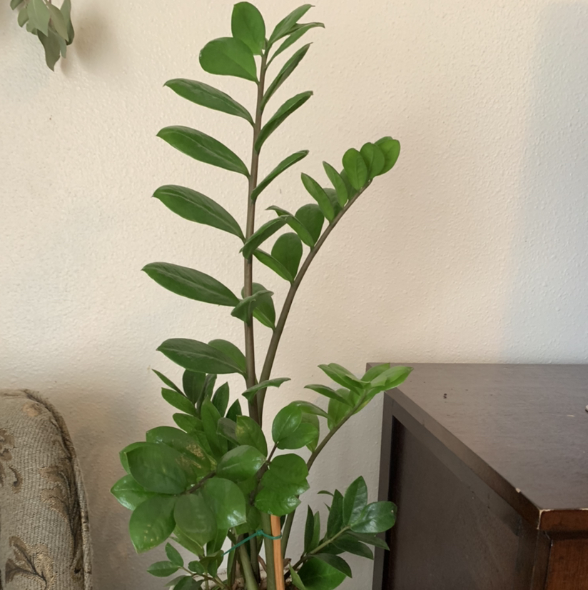 Zamioculcas Zamiifolia plant photo by @Plantsong named Arwen on Greg, the plant care app.