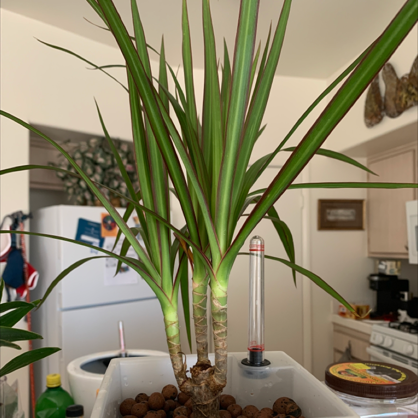 Dragon Tree plant photo by @Plantsong named Rumi on Greg, the plant care app.