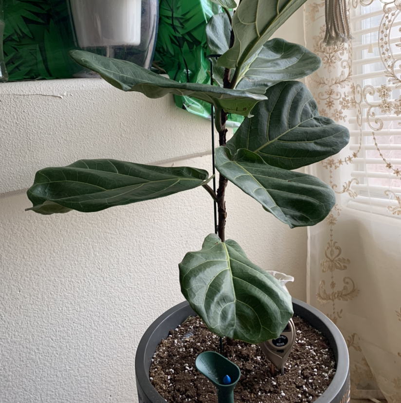 Fiddle Leaf Fig plant photo by @Plantsong named Xanadu on Greg, the plant care app.