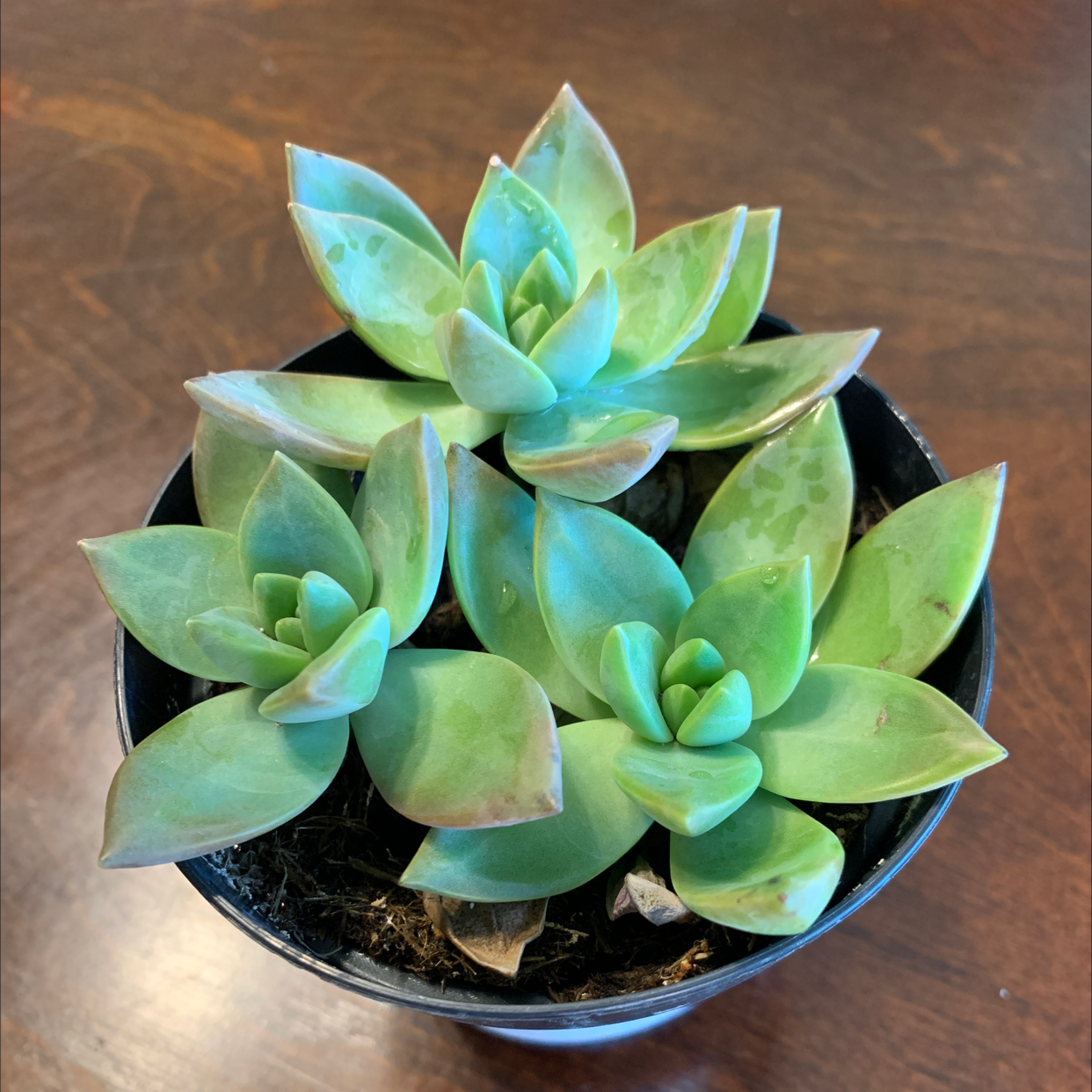 Graptosedum 'California Sunset' succulent plant in a pot with slight browning at leaf tips.