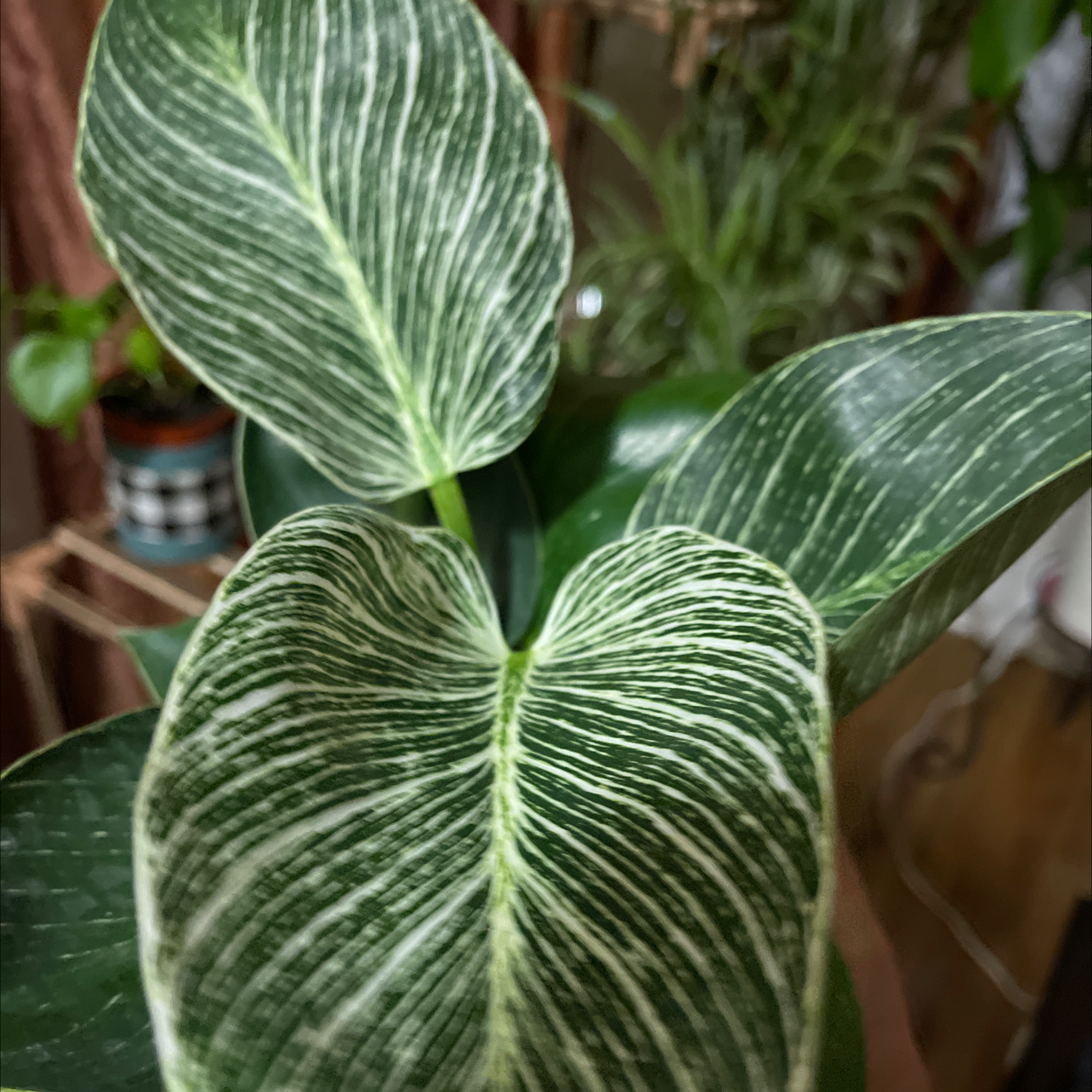 Philodendron 'Congo' with variegated leaves, healthy appearance, well-framed.