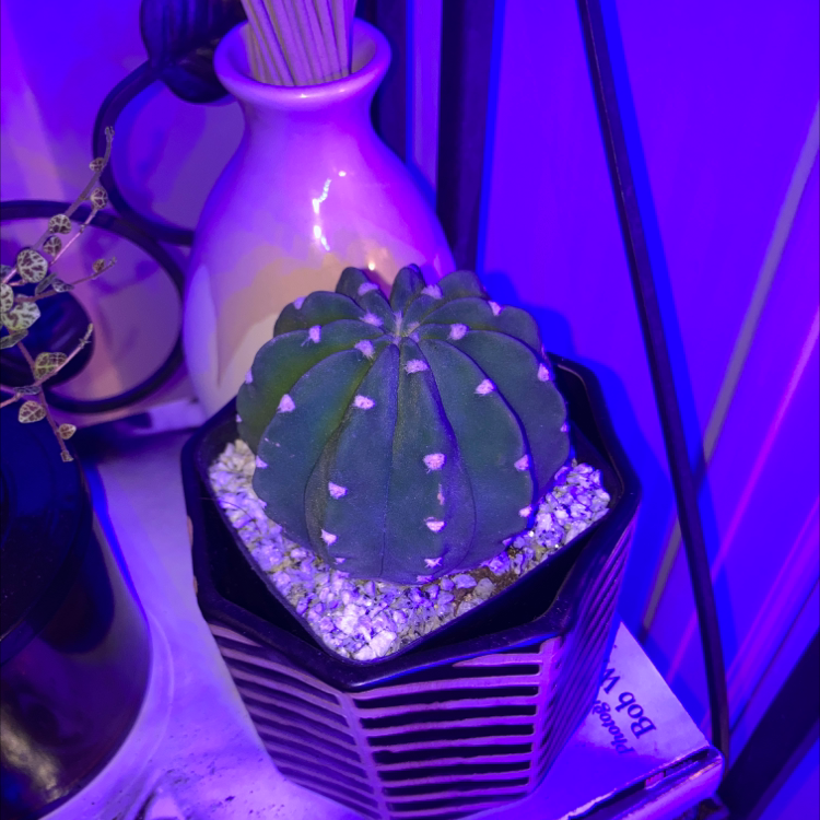 Domino Cactus plant photo by @Earthling.olive named Domino cactus on Greg, the plant care app.