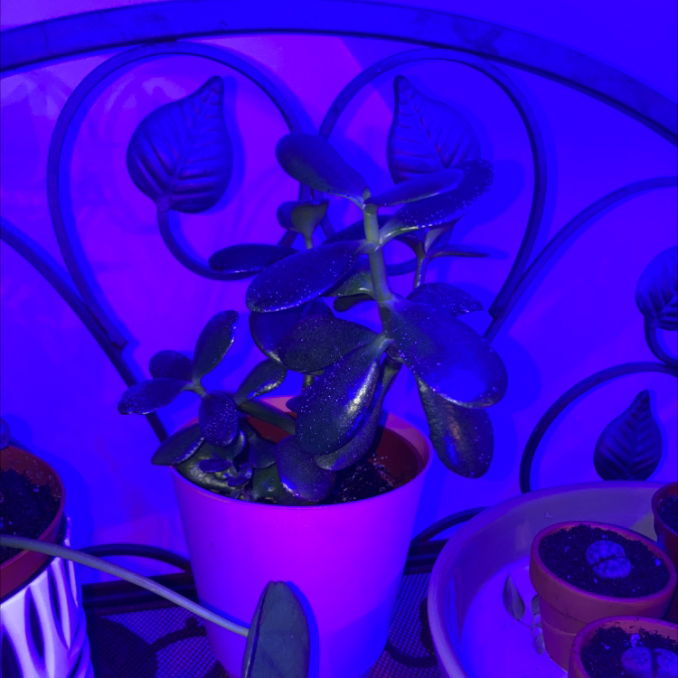 Lucky Plant plant photo by @Earthling.olive named Jade plant on Greg, the plant care app.