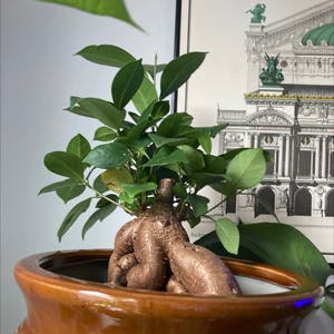 Ficus Ginseng plant photo by @Earthling.olive named Ginseng ficus on Greg, the plant care app.
