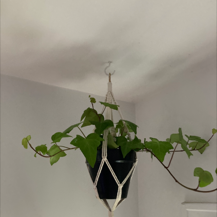 English Ivy plant photo by @Earthling.olive named Ivy on Greg, the plant care app.