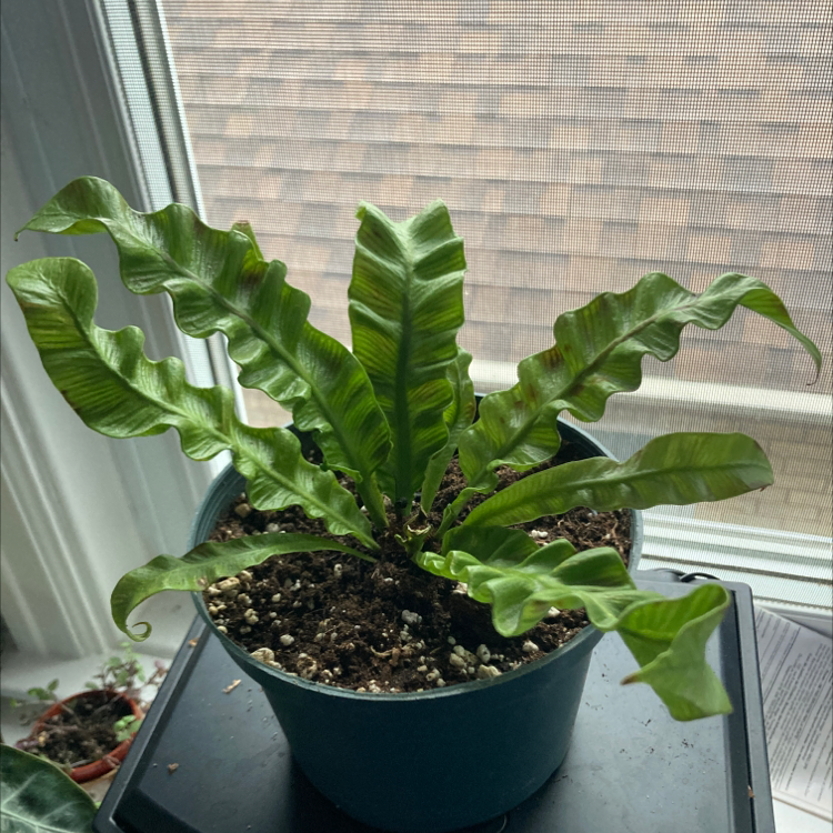 Bird's Nest Fern plant photo by @Earthling.olive named Crispy wave on Greg, the plant care app.