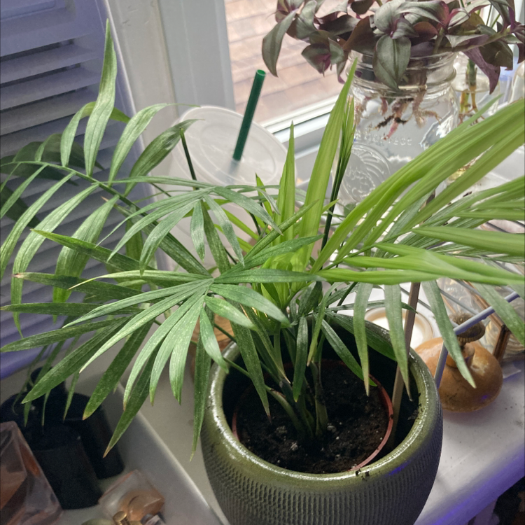 Parlour Palm plant photo by @Earthling.olive named Parlor palm on Greg, the plant care app.