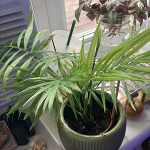 Parlour Palm plant photo by @Earthling.olive named Parlor palm on Greg, the plant care app.