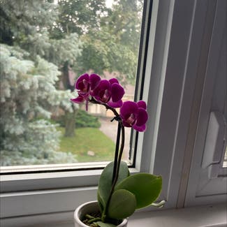 phalaenopsis orchid plant in Somewhere on Earth