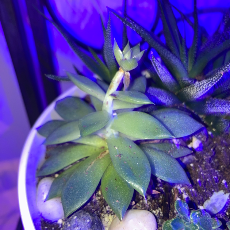 Blue Echeveria plant photo by @Earthling.olive named Echevaria on Greg, the plant care app.