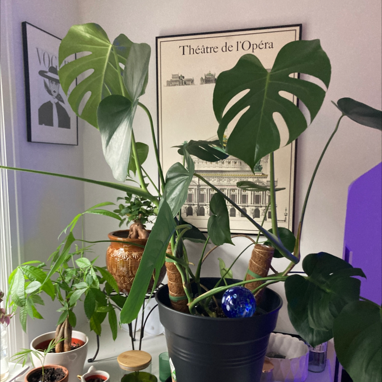 Monstera plant photo by @Earthling.olive named Big monstera on Greg, the plant care app.
