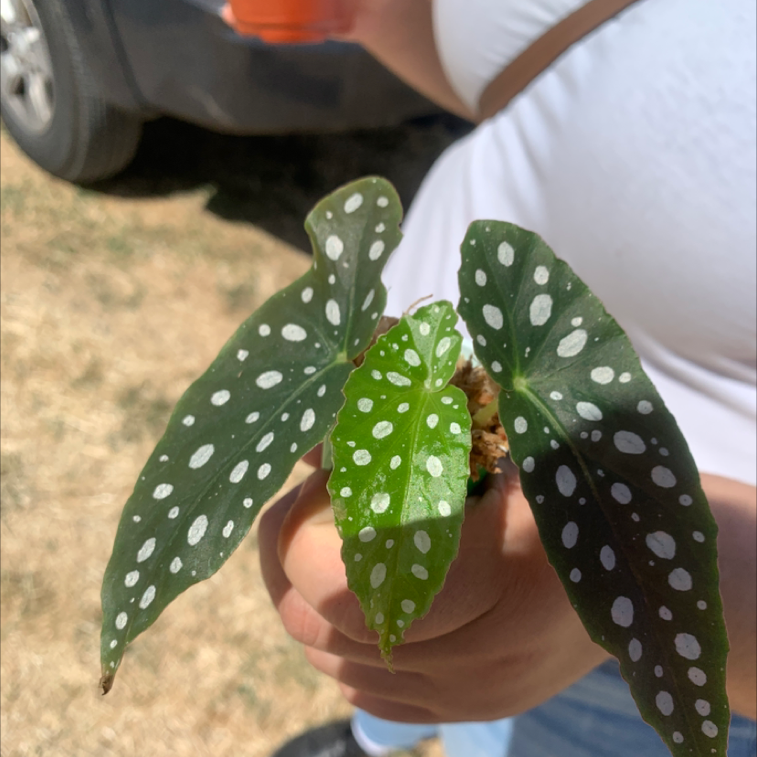 Polka Dot Begonia plant with white-spotted leaves held by a person.