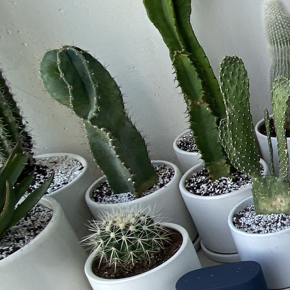 Image of multiple cacti in white pots, including a Spiral Cactus.