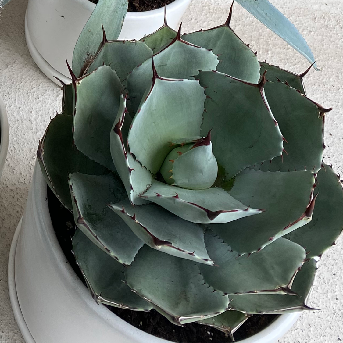 Best Soil Potting Mix for Parry's Agave