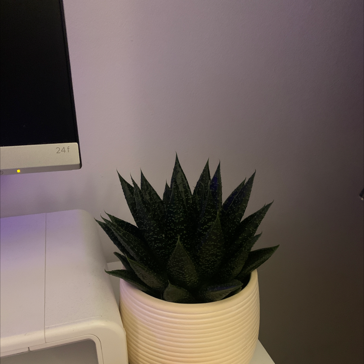 Gasteraloe 'Flow' plant in a white pot, healthy dark green leaves.