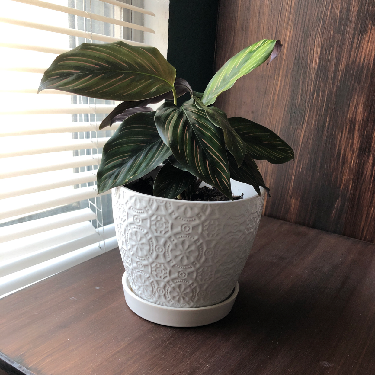 Calathea 'Beauty Star' plant in a decorative pot near a window.