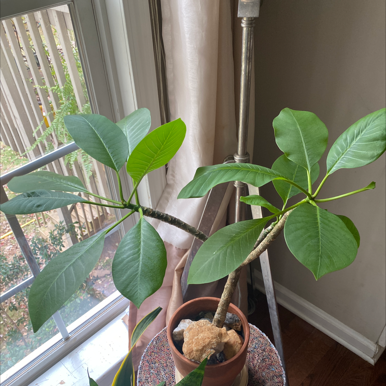 Potted Singapore Graveyard Flower plant with broad green leaves near a window.