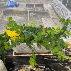 Variegated Creeping Fig plant