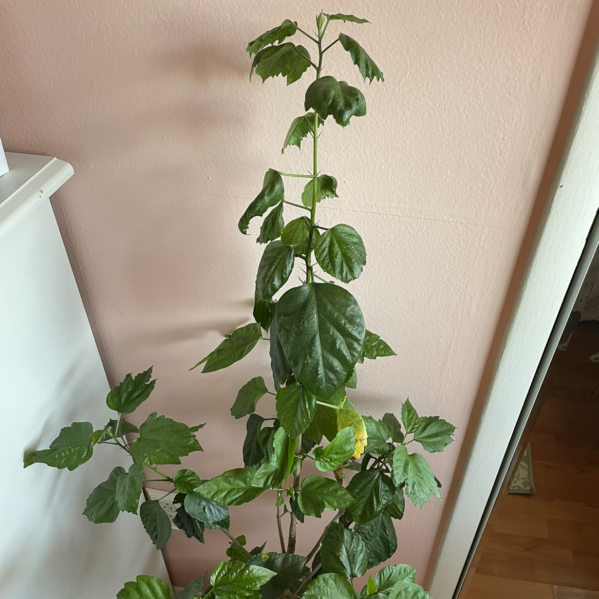 Hibiscus Tree plant photo by @CKOH named Mulan on Greg, the plant care app.