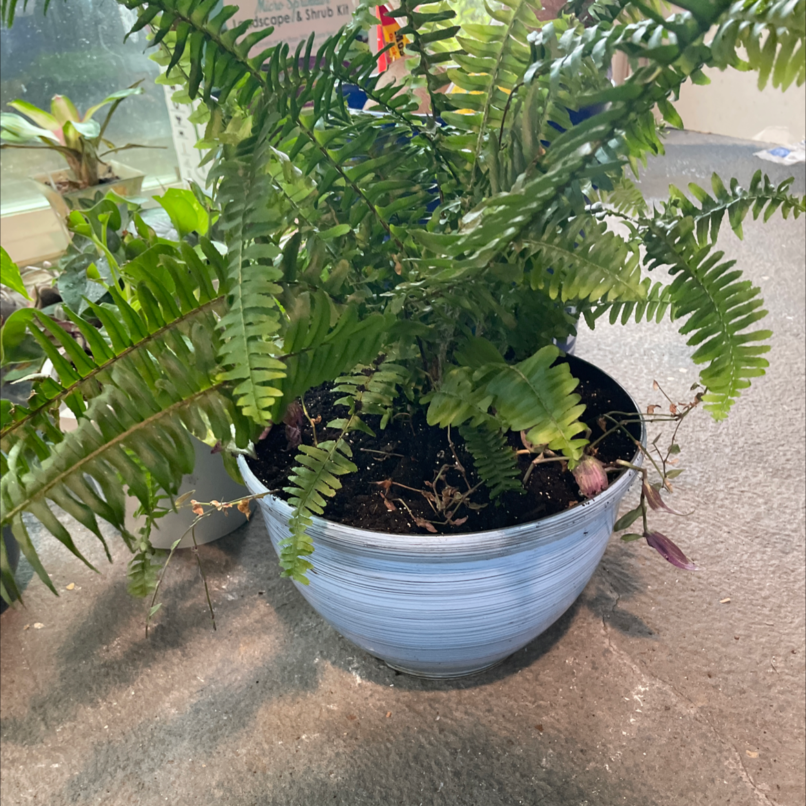 Kimberly Queen Fern in a blue pot with healthy green fronds and visible soil.