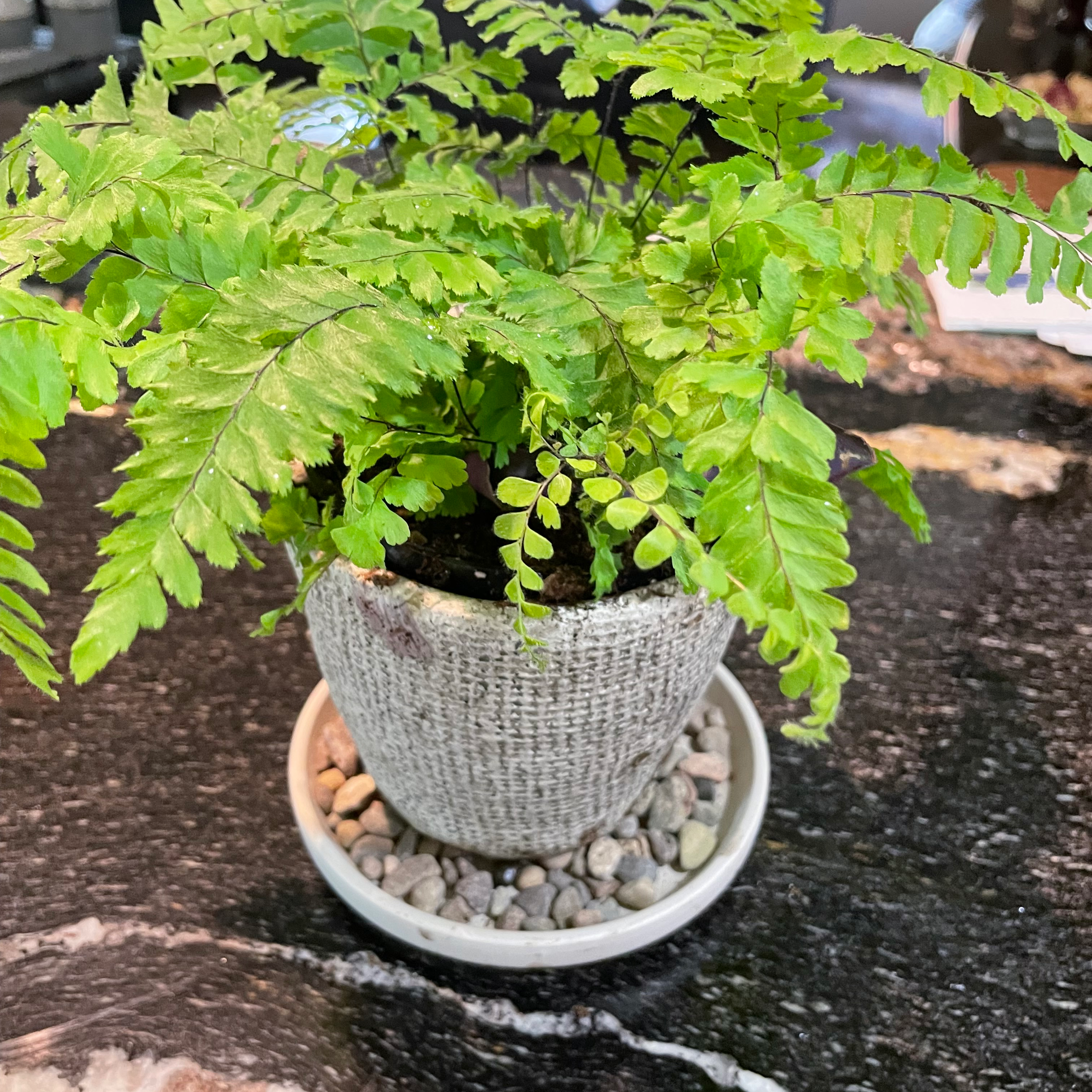 Potted Northern Maidenhair Fern with vibrant green fronds on a black and white surface.