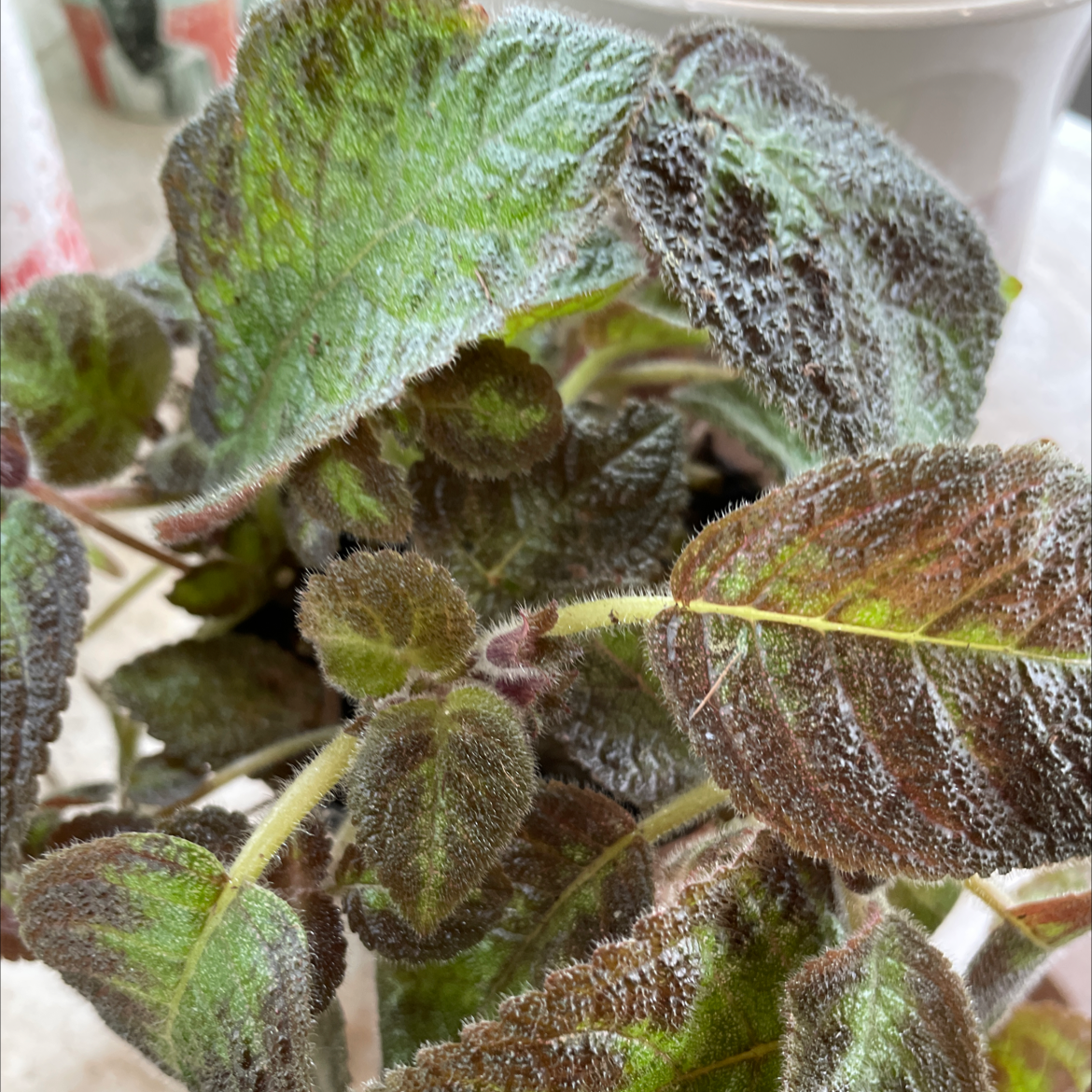 Close-up of a Flame Violet plant with fuzzy, textured leaves showing green and reddish-brown coloration.