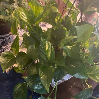 Golden Pothos plant in Canal Winchester, Ohio