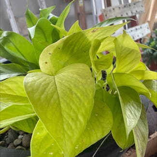 Neon Pothos plant in Canal Winchester, Ohio
