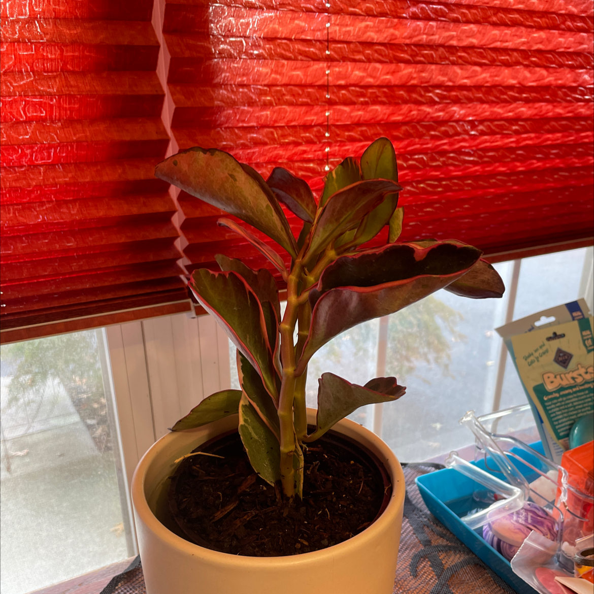 Peperomia 'Ginny' plant in a white pot with vibrant green and red-edged leaves.