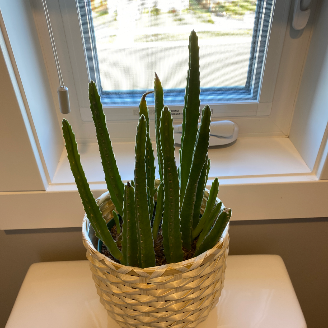 Zulu Giant plant in a woven basket near a window, appears healthy.