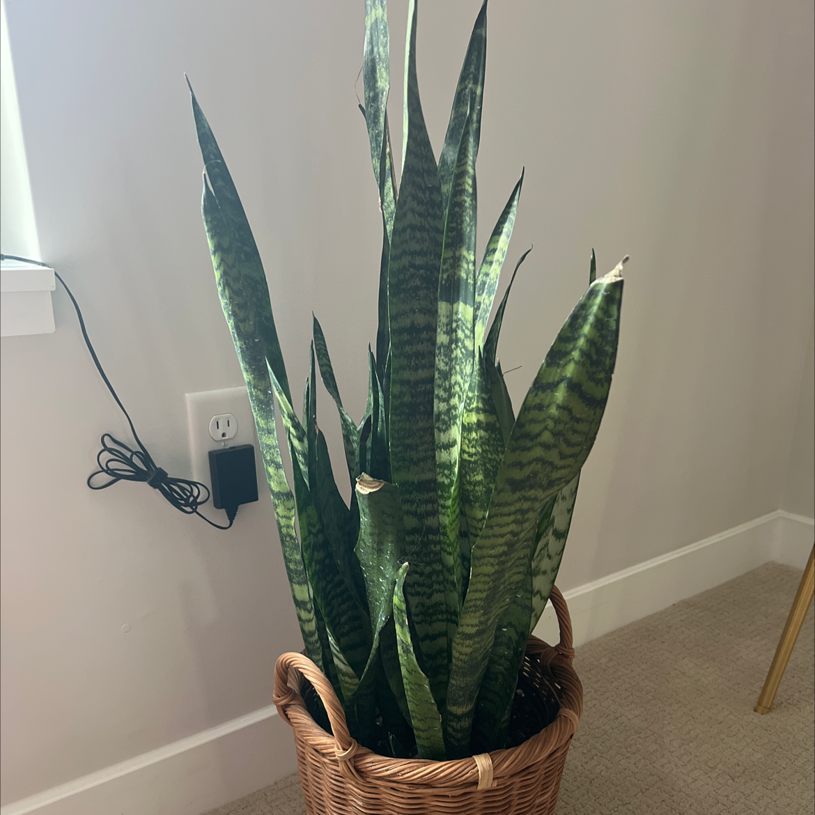 Snake Plant plant photo by @ashleyperry named Wall-E on Greg, the plant care app.