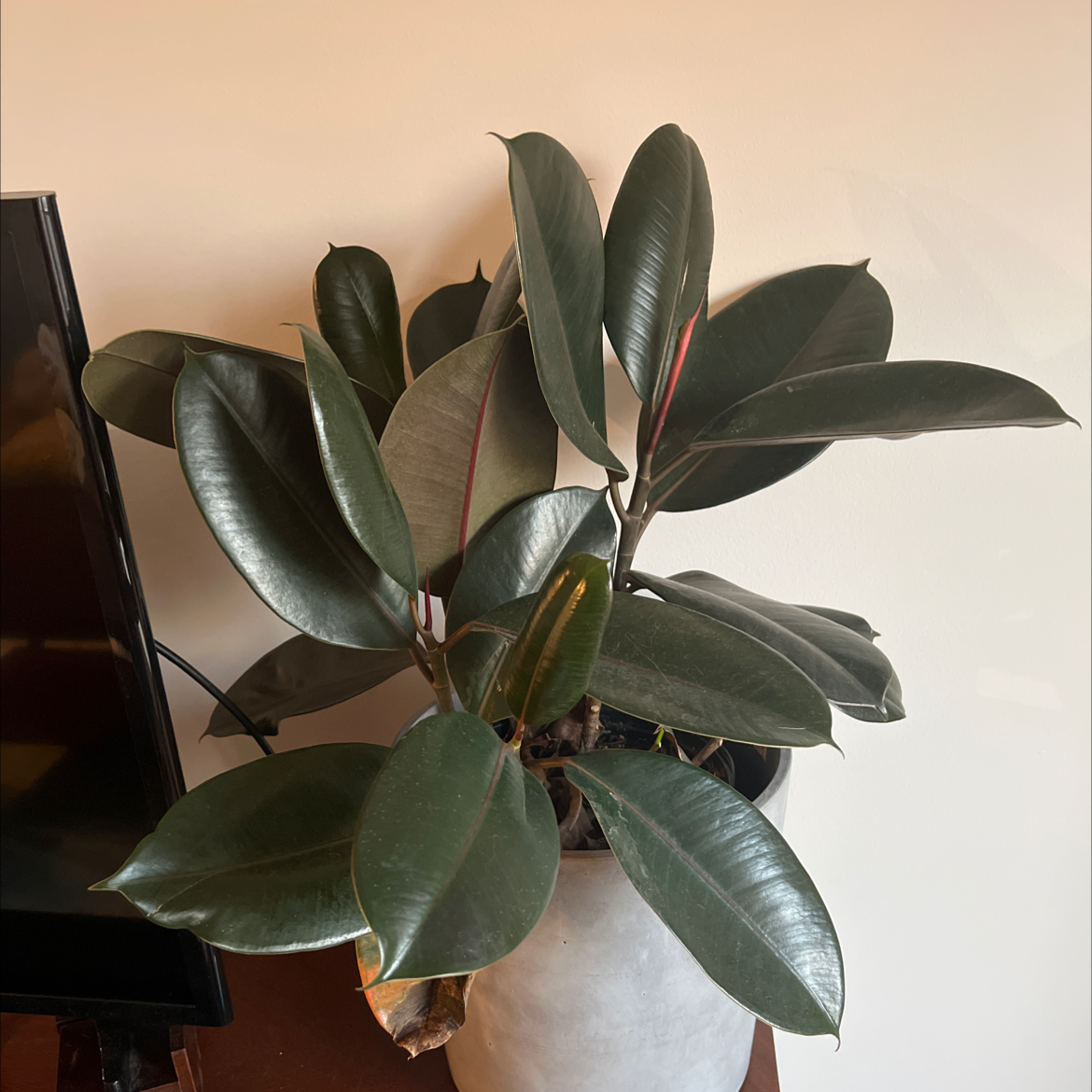 Rubber Plant plant photo by @ashleyperry named Oscar on Greg, the plant care app.