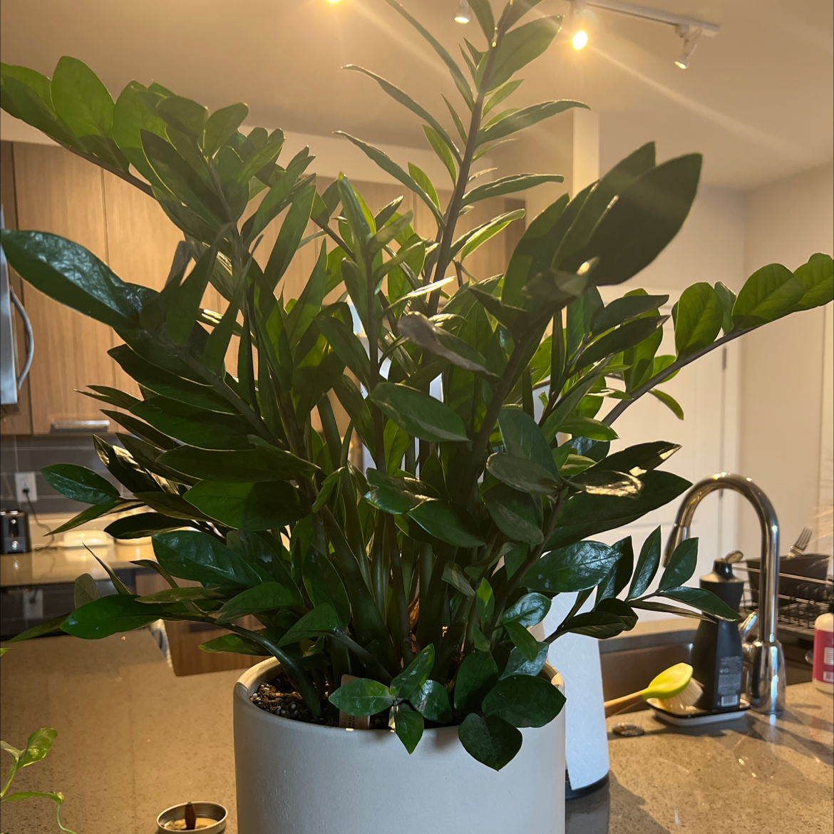 Zamioculcas Zamiifolia plant photo by @ashleyperry named Doja Cat on Greg, the plant care app.
