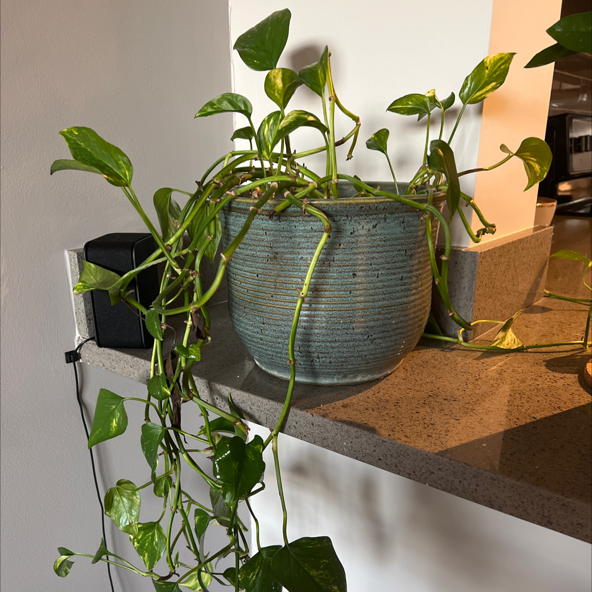 Taro Vine plant photo by @ashleyperry named Marilyn on Greg, the plant care app.