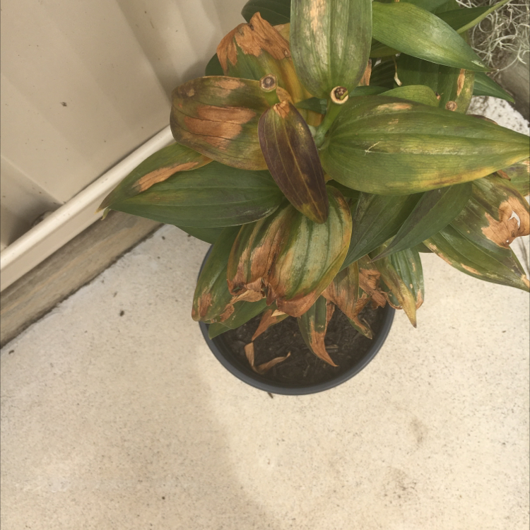 Photo of the plant species Tricyrtis hirta by Alesha named Lilly on Greg, the plant care app