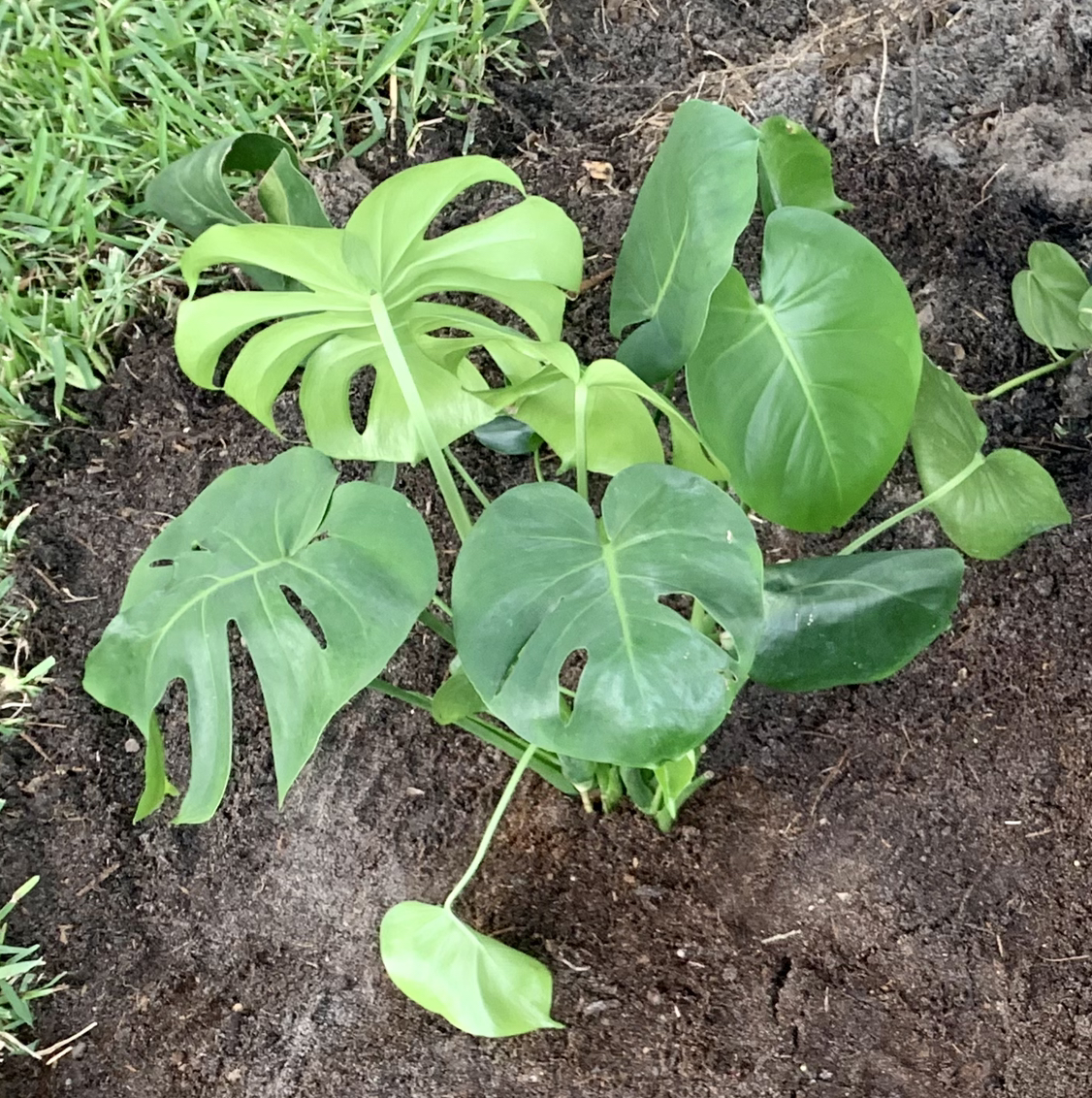 Monstera plant photo by Ashleigh named Monstera on Greg, the plant care app.