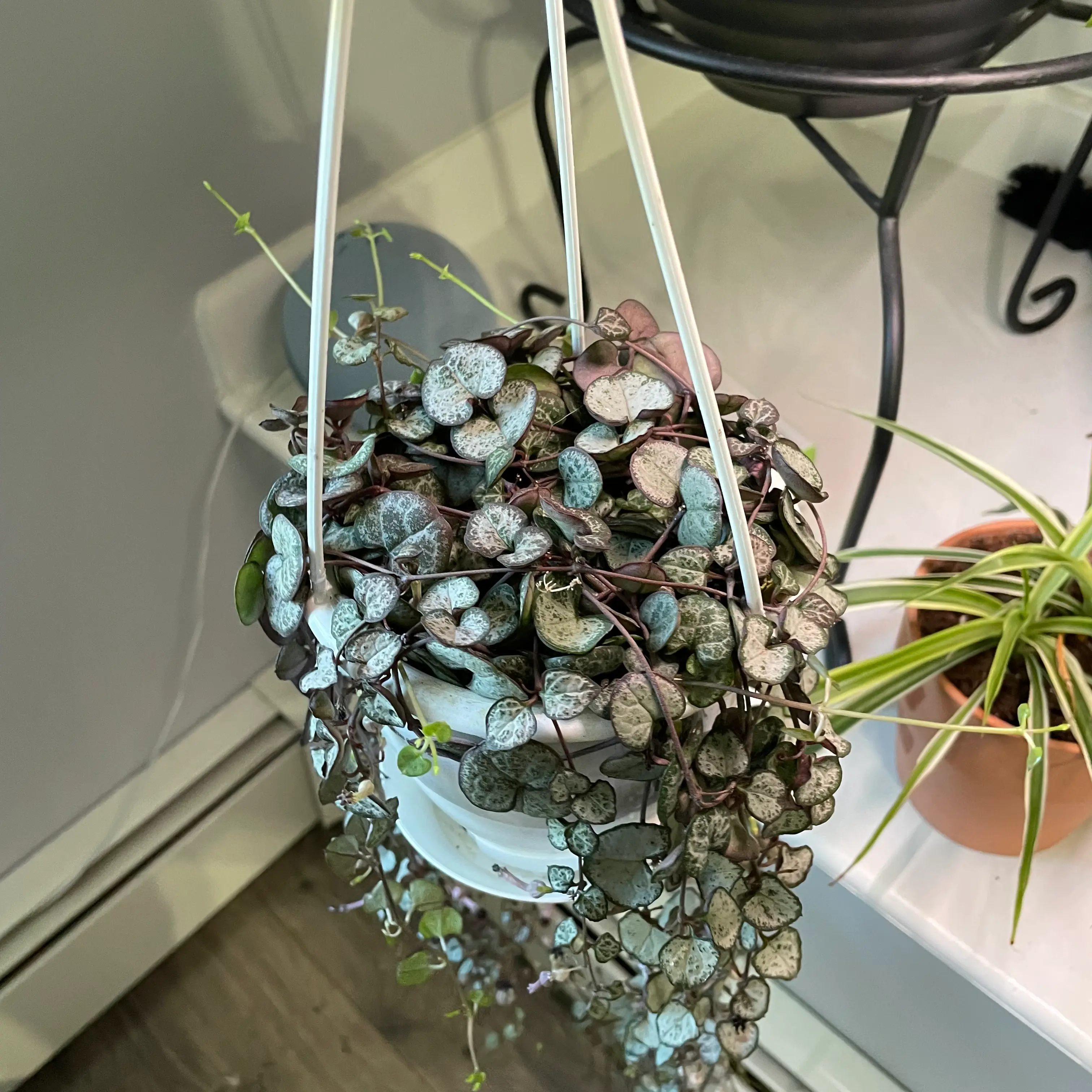 String of Hearts 'Silver Glory' plant in a hanging pot with characteristic silver-patterned leaves.